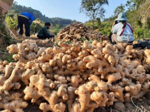 Price of ginger per ton in Nigeria