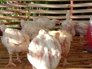 price of live chicken in Nigeria