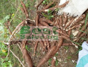 Latest Price of Cassava per ton in Nigeria